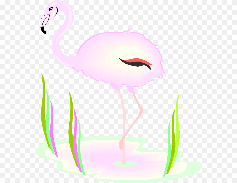 Flamingo, Animal, Bird, Person Png Image