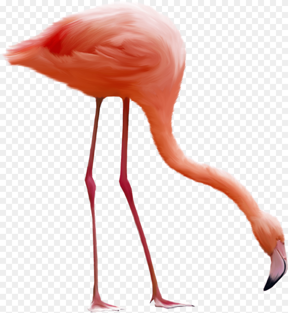 Flamingo, Animal, Bird, Adult, Female Png Image