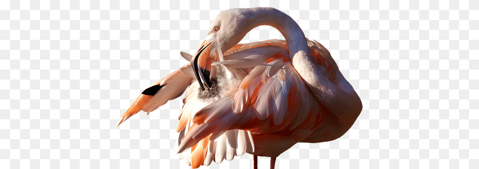 Flamingo Animal, Beak, Bird Free Transparent Png
