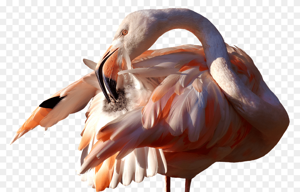 Flamingo Animal, Bird, Beak Png Image