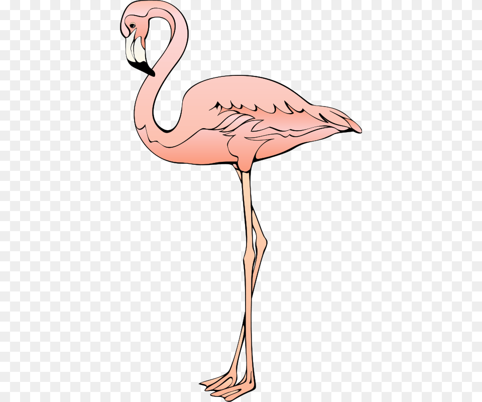 Flamingo 3 Svg Clip Arts 360 X 597 Px, Animal, Bird, Adult, Female Free Png Download