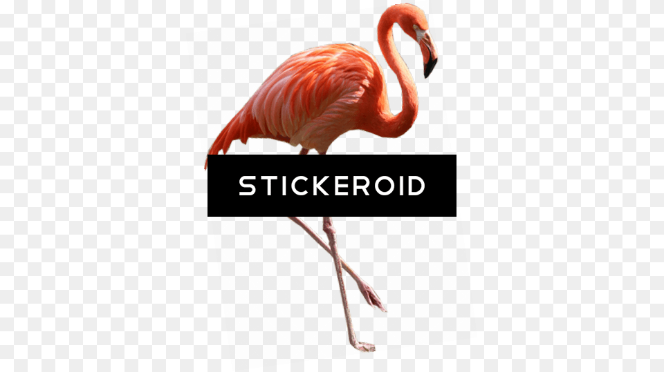 Flamingo, Animal, Bird Free Transparent Png