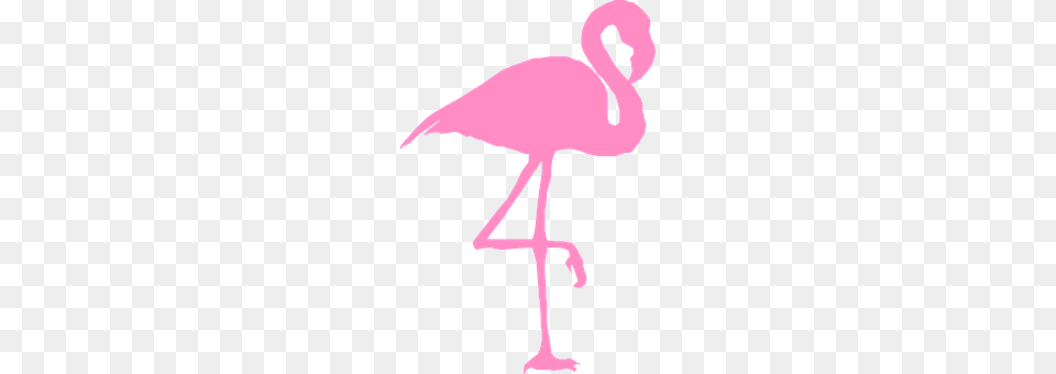 Flamingo Animal, Bird Free Png Download