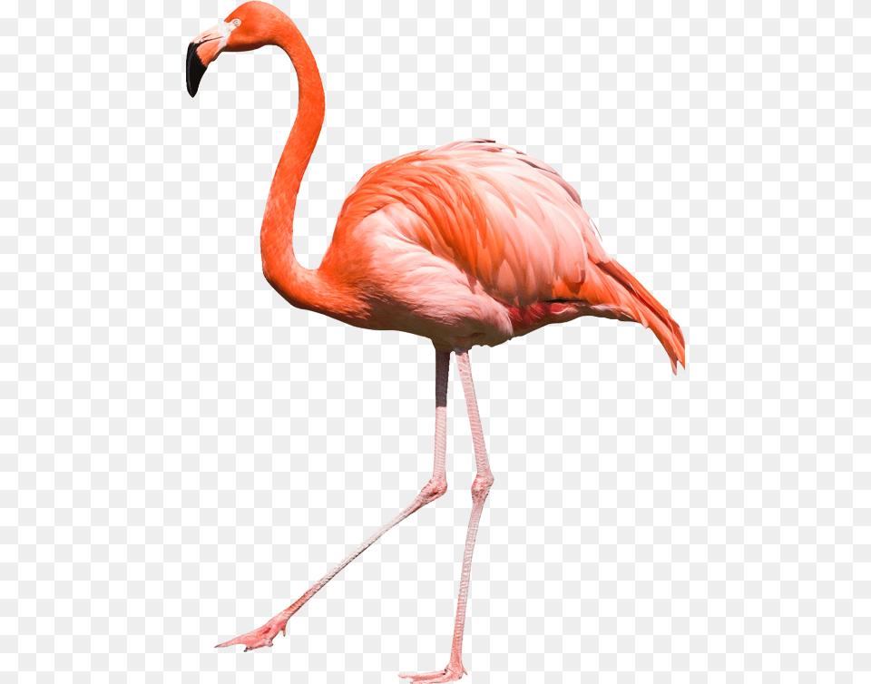 Flamingo, Animal, Bird Png Image