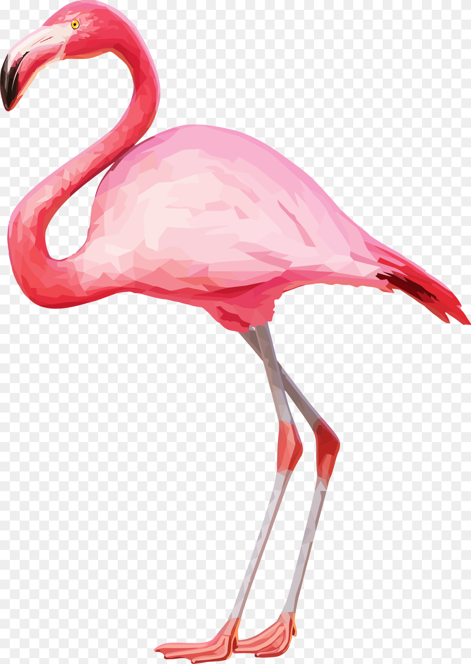 Flamingo, Animal, Bird, Smoke Pipe Png Image