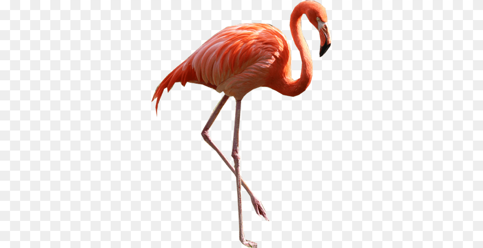 Flamingo, Animal, Bird Png Image