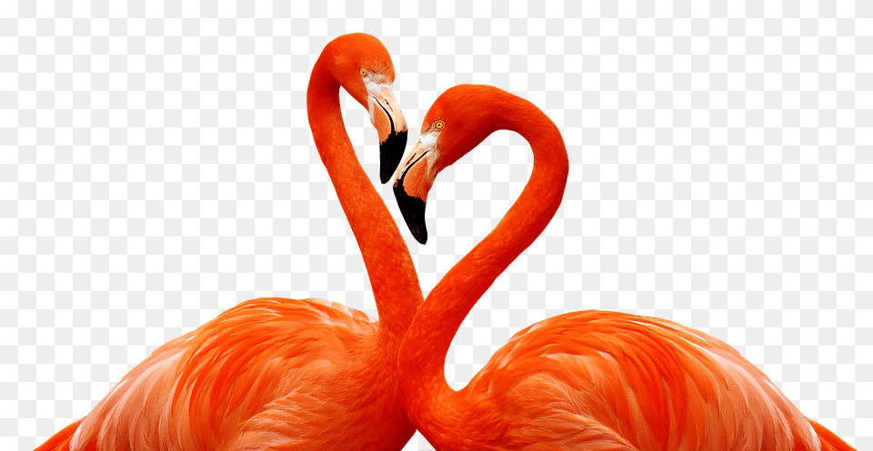 Flamingo Animal, Beak, Bird Png