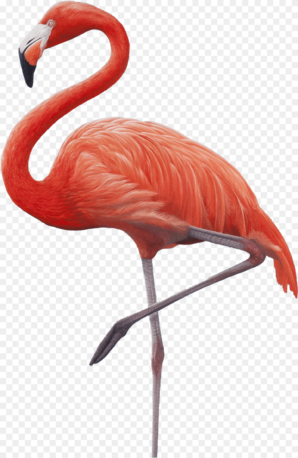 Flamingo, Animal, Bird Free Png Download