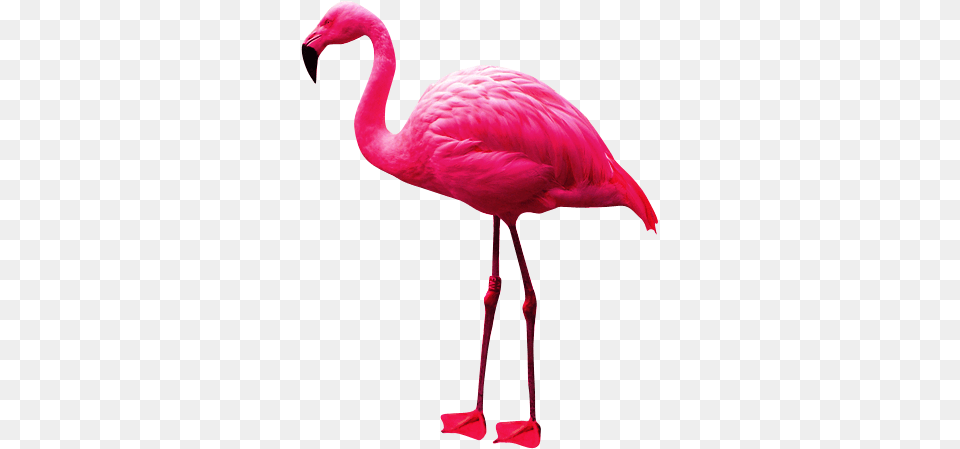 Flamingo, Animal, Bird Free Png Download