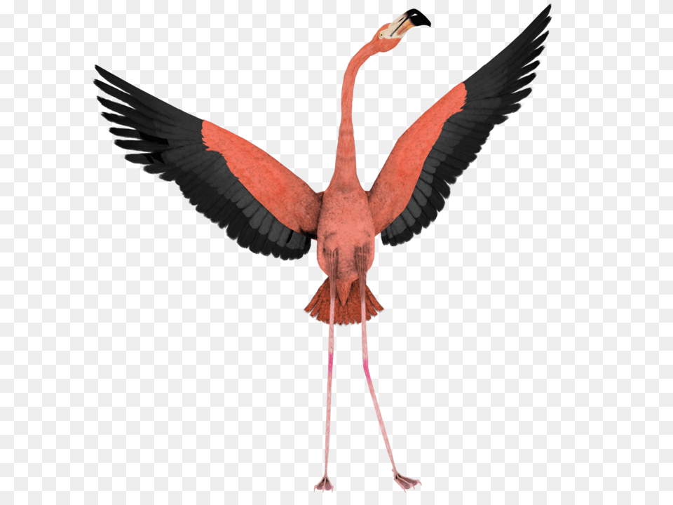 Flamingo, Animal, Bird Free Png
