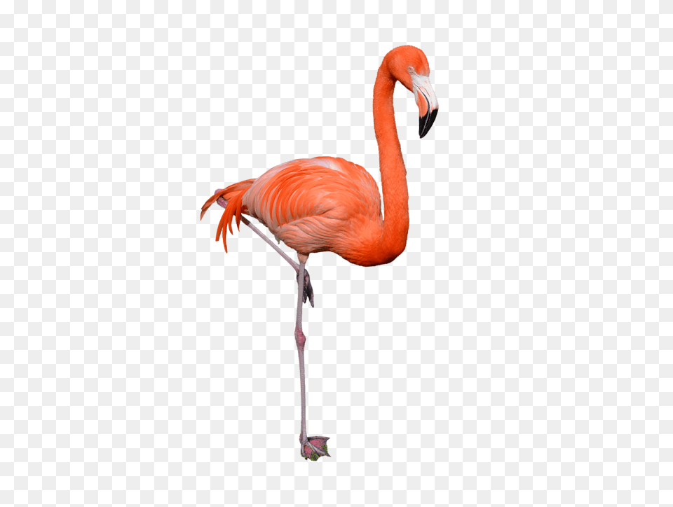 Flamingo, Animal, Bird Free Png Download