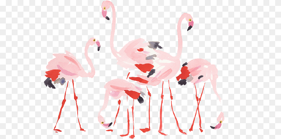 Flamingo, Animal, Bird Png Image