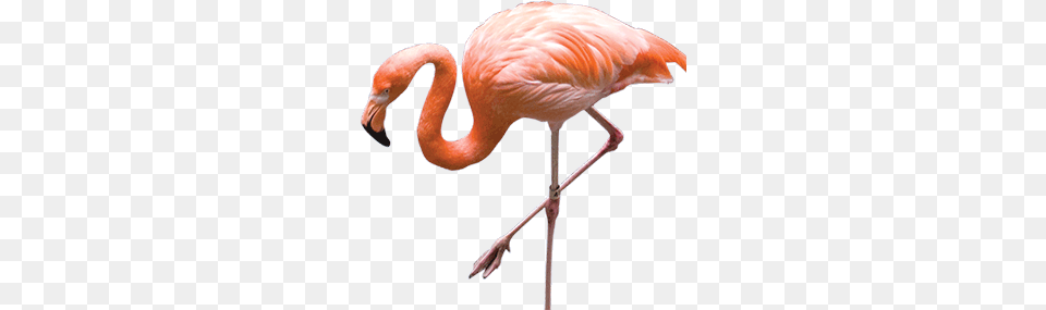 Flamingo, Animal, Bird Png