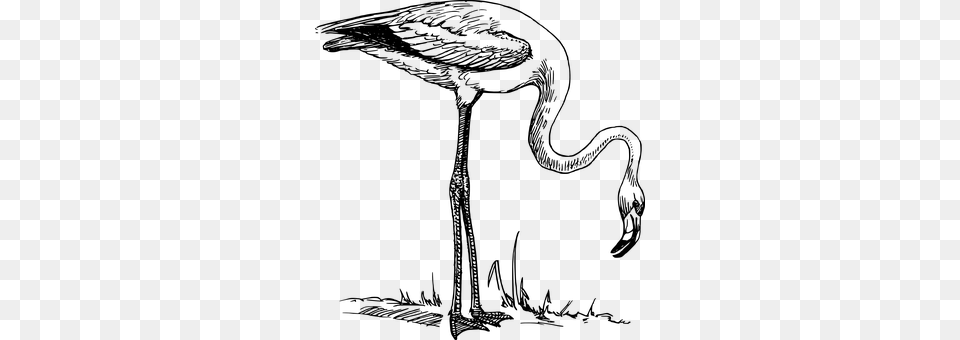 Flamingo Gray Png