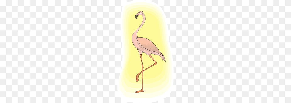 Flamingo Animal, Bird, Waterfowl Png Image