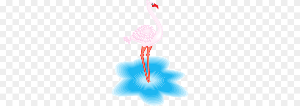 Flamingo Animal, Beak, Bird Png Image