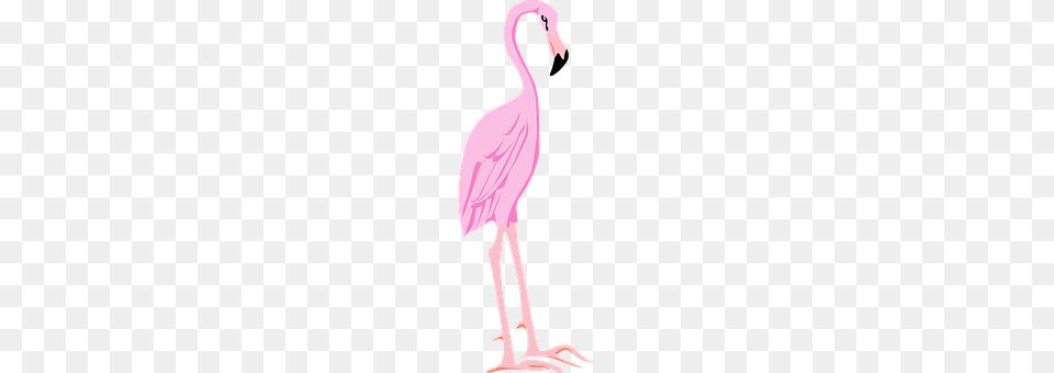 Flamingo Animal, Bird, Cross, Symbol Free Transparent Png