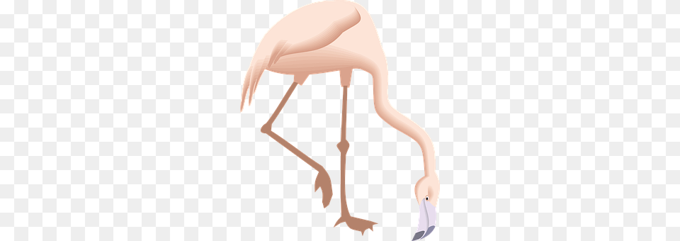 Flamingo Animal, Bird, Crane Bird, Waterfowl Free Png