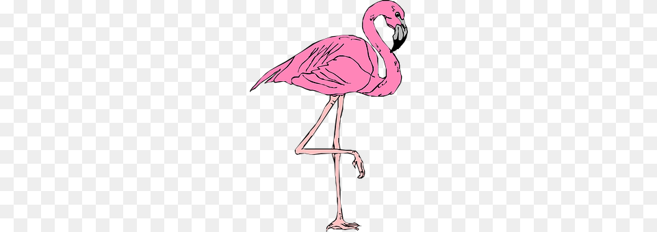 Flamingo Animal, Bird, Person Free Transparent Png