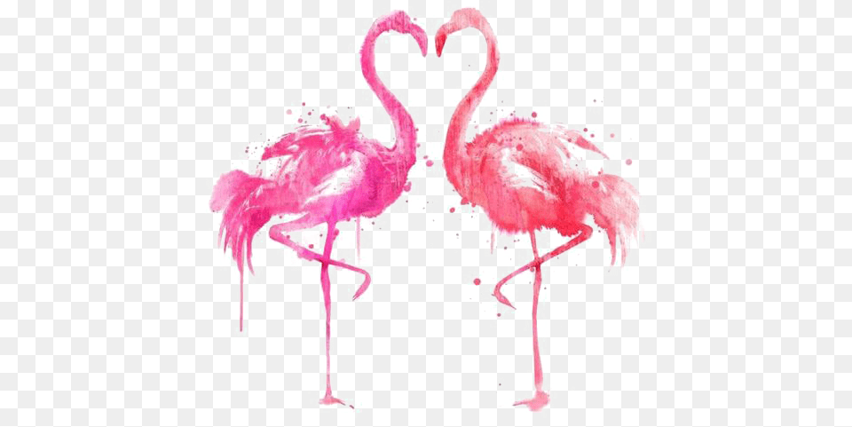 Flamingo, Animal, Bird, Person Free Transparent Png