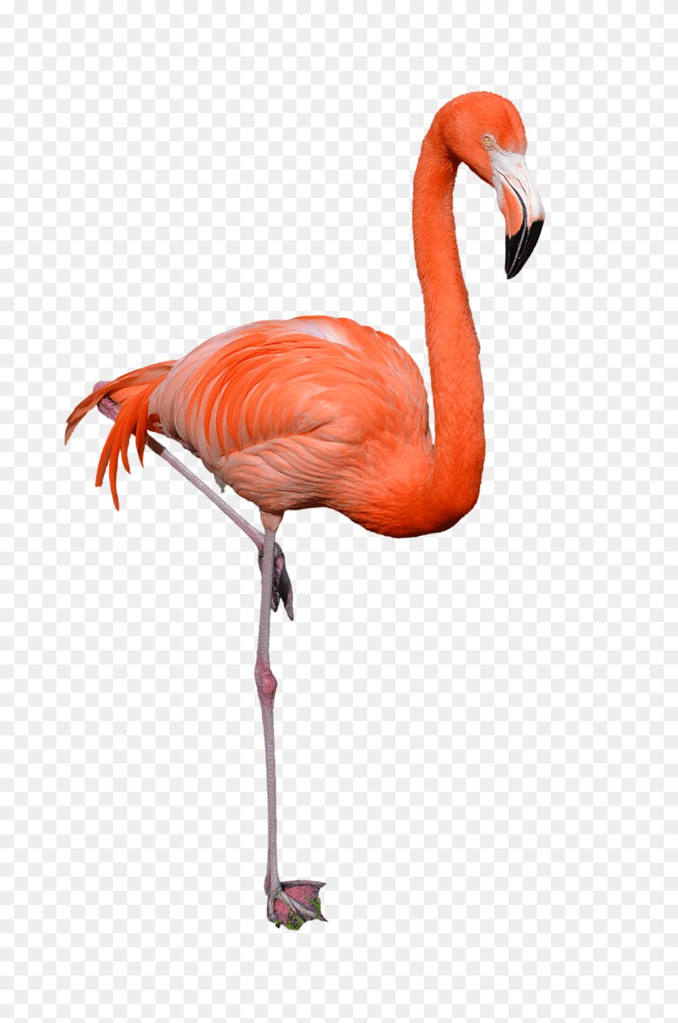 Flamingo, Animal, Bird Free Png Download