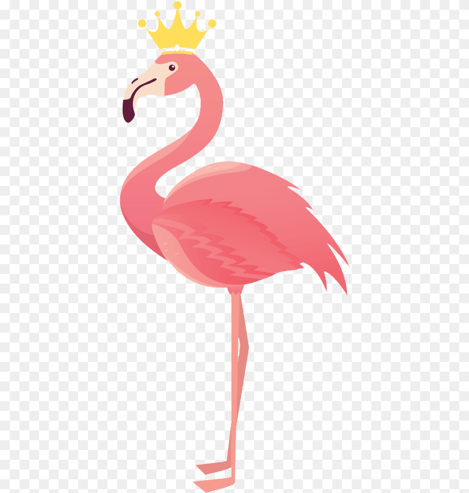 Flamingo, Animal, Bird, Beak Png