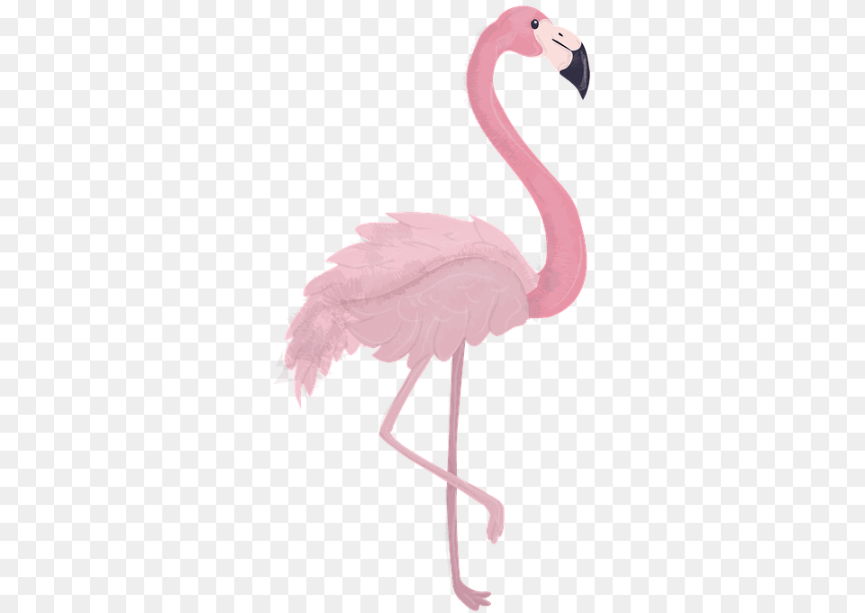 Flamingo Animal Zoo Animal World Bird Feather Gambar Hewan Flamingo Kartun Png Image