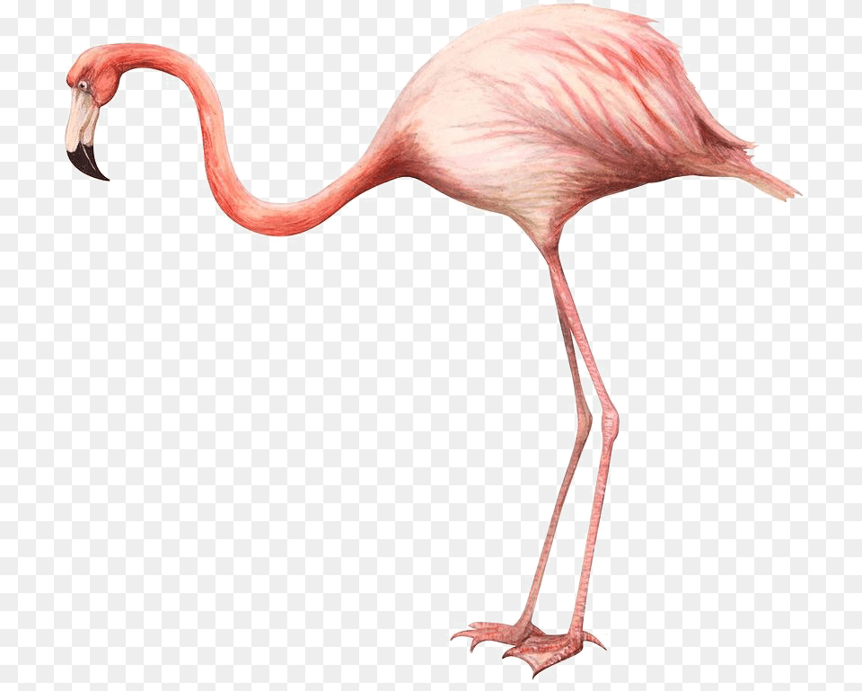 Flamingo Art Free Background Flamingo On A White Background, Animal, Bird Png Image