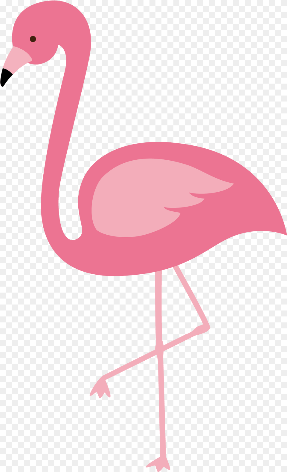 Flamingo Background Background Flamingo, Animal, Bird, Person Free Png Download