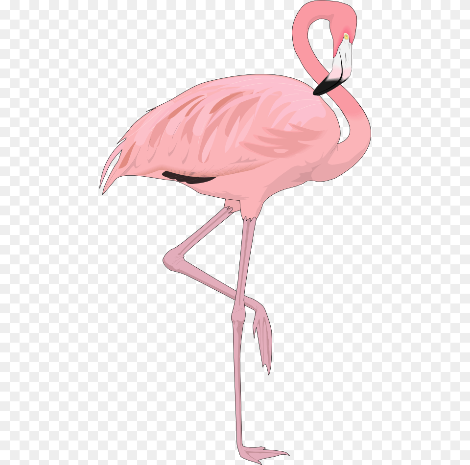 Flamingo Background Flamingo, Animal, Bird, Person Png Image
