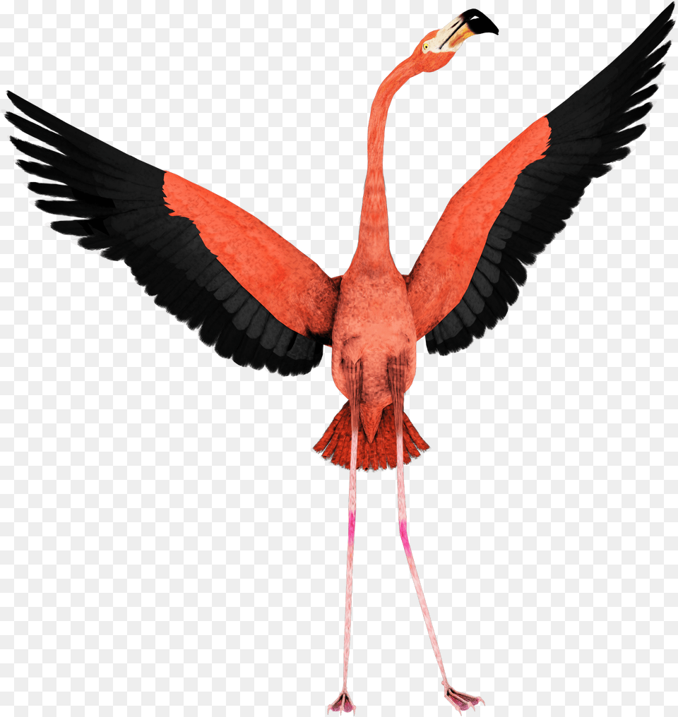 Flamingo Background Flamingo Flying, Animal, Bird Png