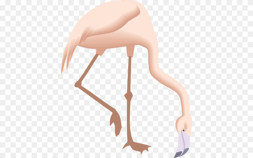 Flamingo Bending Down, Animal, Bird, Crane Bird, Waterfowl Free Png