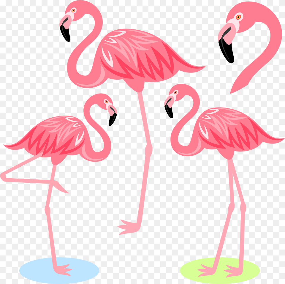 Flamingo Bird Illustration Cartoon Flamingo Cartoon, Animal Png
