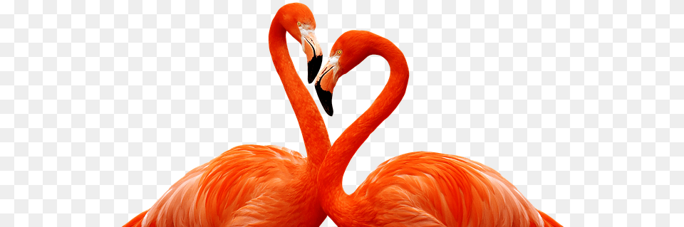 Flamingo Bird Love Heart Wildlife Flamingo Oboi Na Telefon, Animal, Beak Png Image