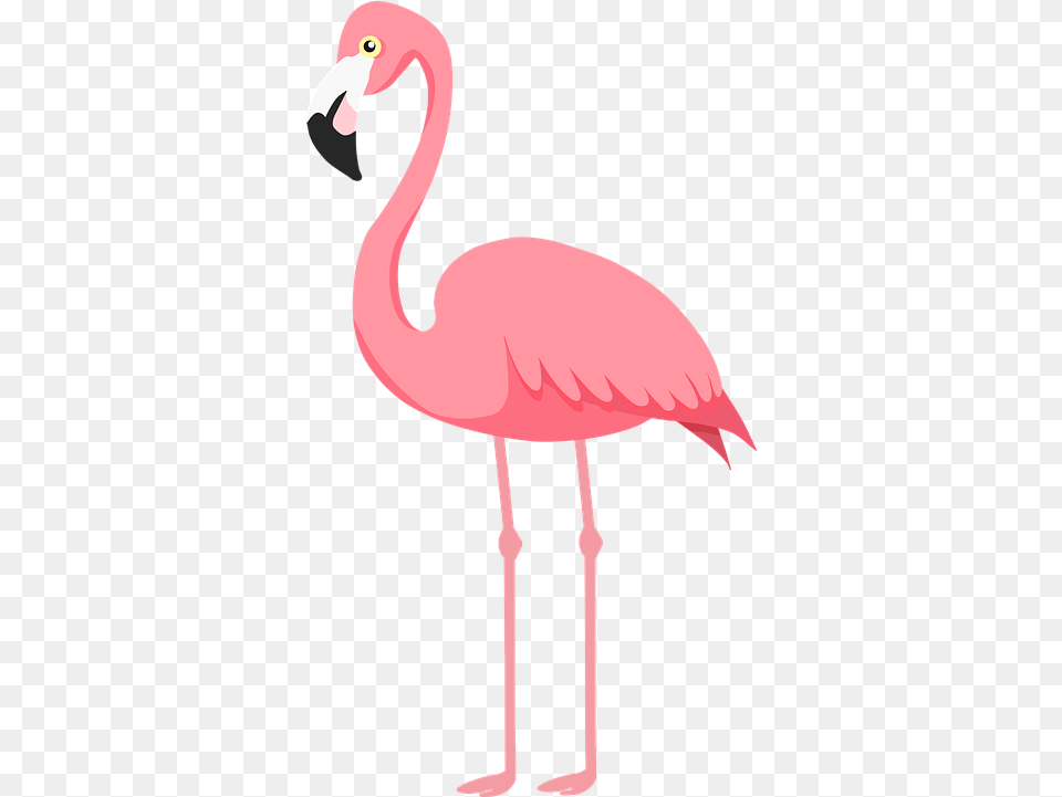 Flamingo Bird Pink Flamingo Illustration, Animal Free Png Download
