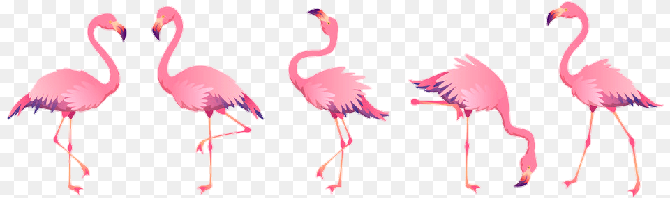 Flamingo Bird Tropical Summer Watercolor Pink Flamingos Flamingo Beach Flamingo, Animal Free Png