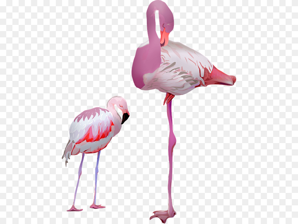 Flamingo Birds Pink Animal Pride Nature Plumage, Bird, Adult, Female, Person Free Transparent Png
