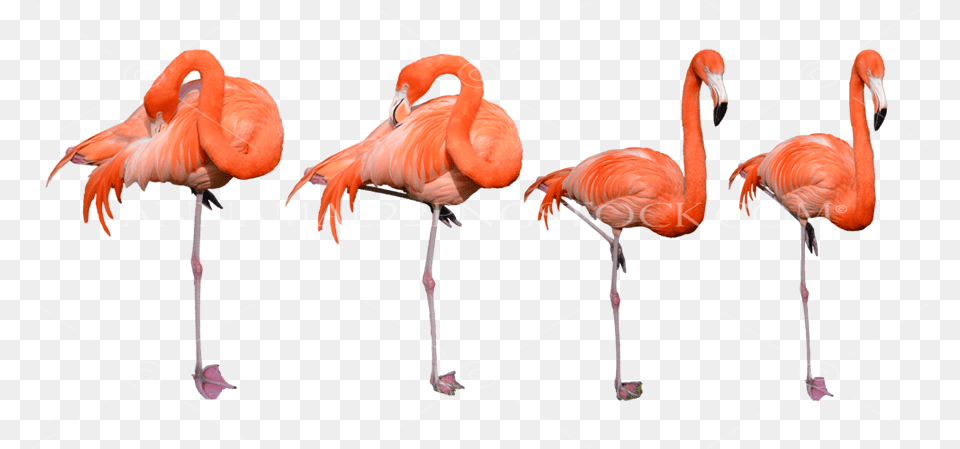 Flamingo Birds Stock Photo Collection 0320 Large Imagenes De Flamencos, Animal, Bird Free Png