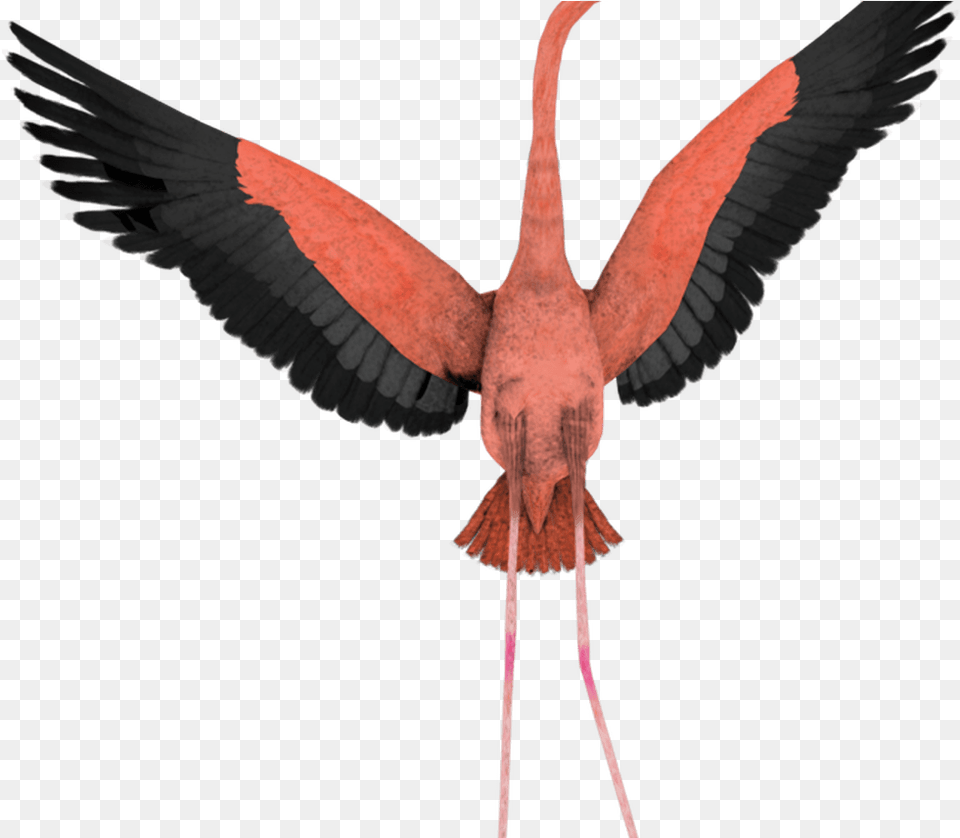 Flamingo Cartoon Images Download Clip Art Portable Network Graphics, Animal, Bird Png