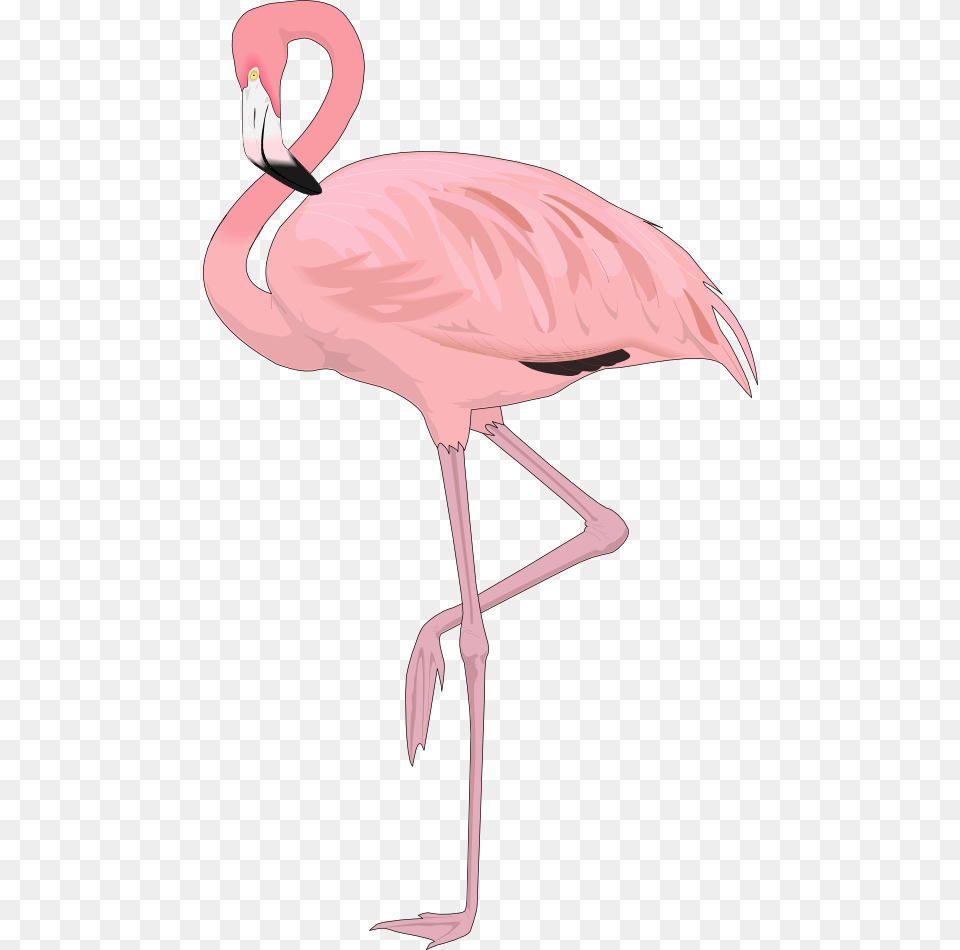 Flamingo Clip Art, Animal, Bird, Bow, Weapon Png Image