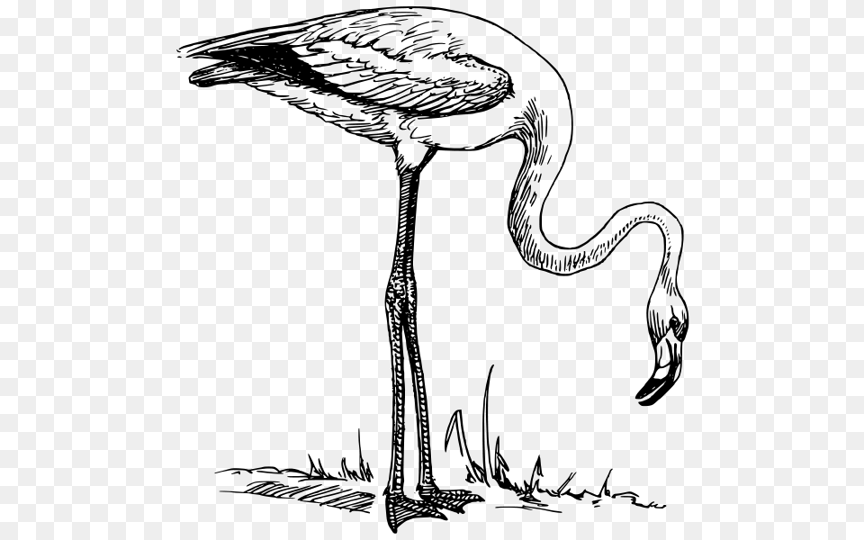Flamingo Clip Arts For Web, Gray Free Png Download