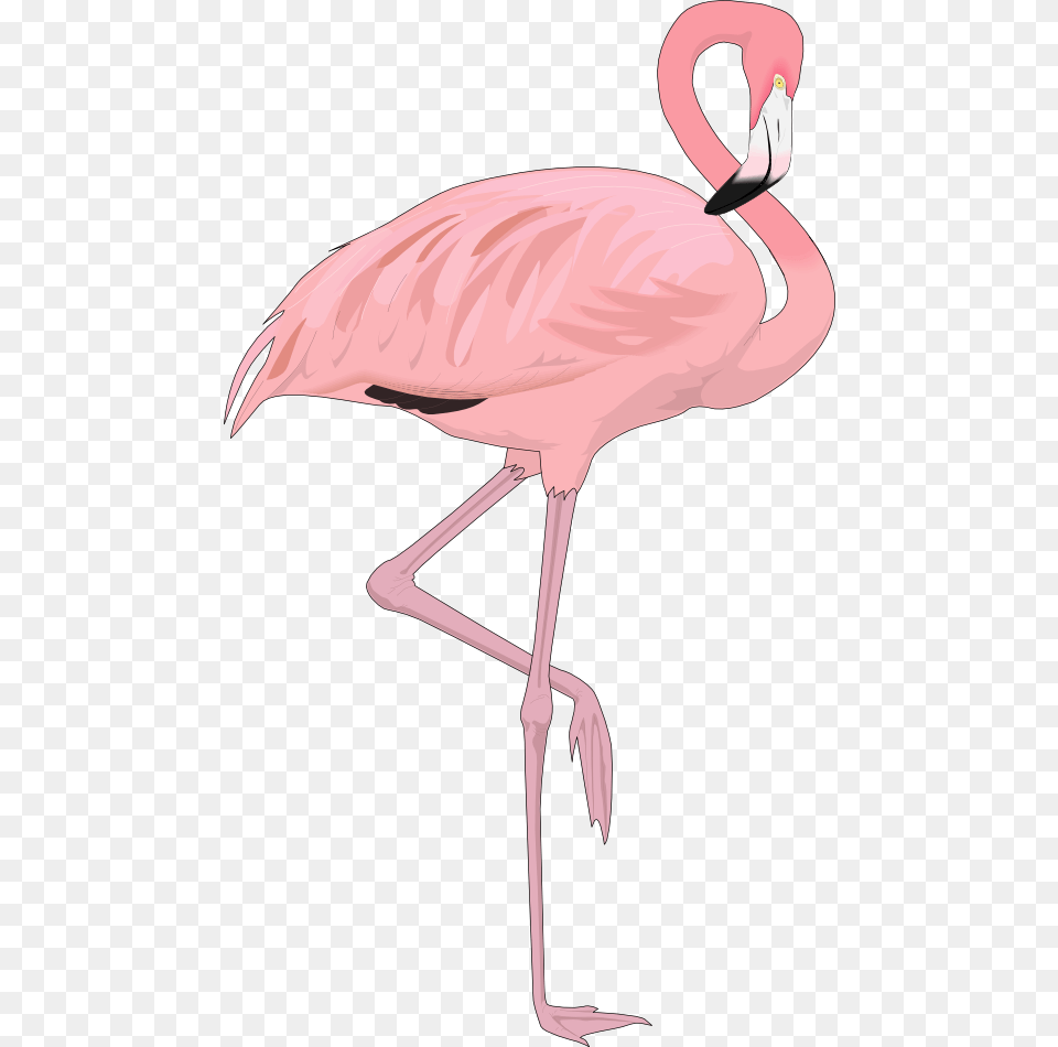 Flamingo Clipart, Animal, Bird, Person Free Png Download