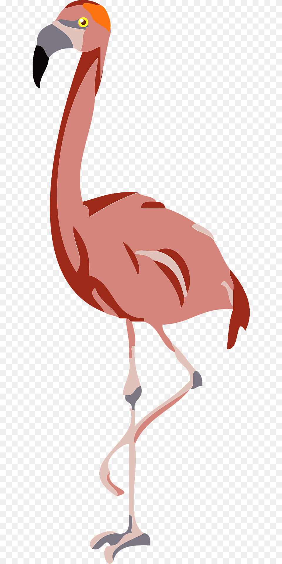 Flamingo Clipart, Animal, Bird, Person Free Transparent Png