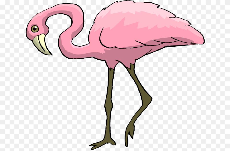 Flamingo Clipart, Animal, Bird, Baby, Person Free Png