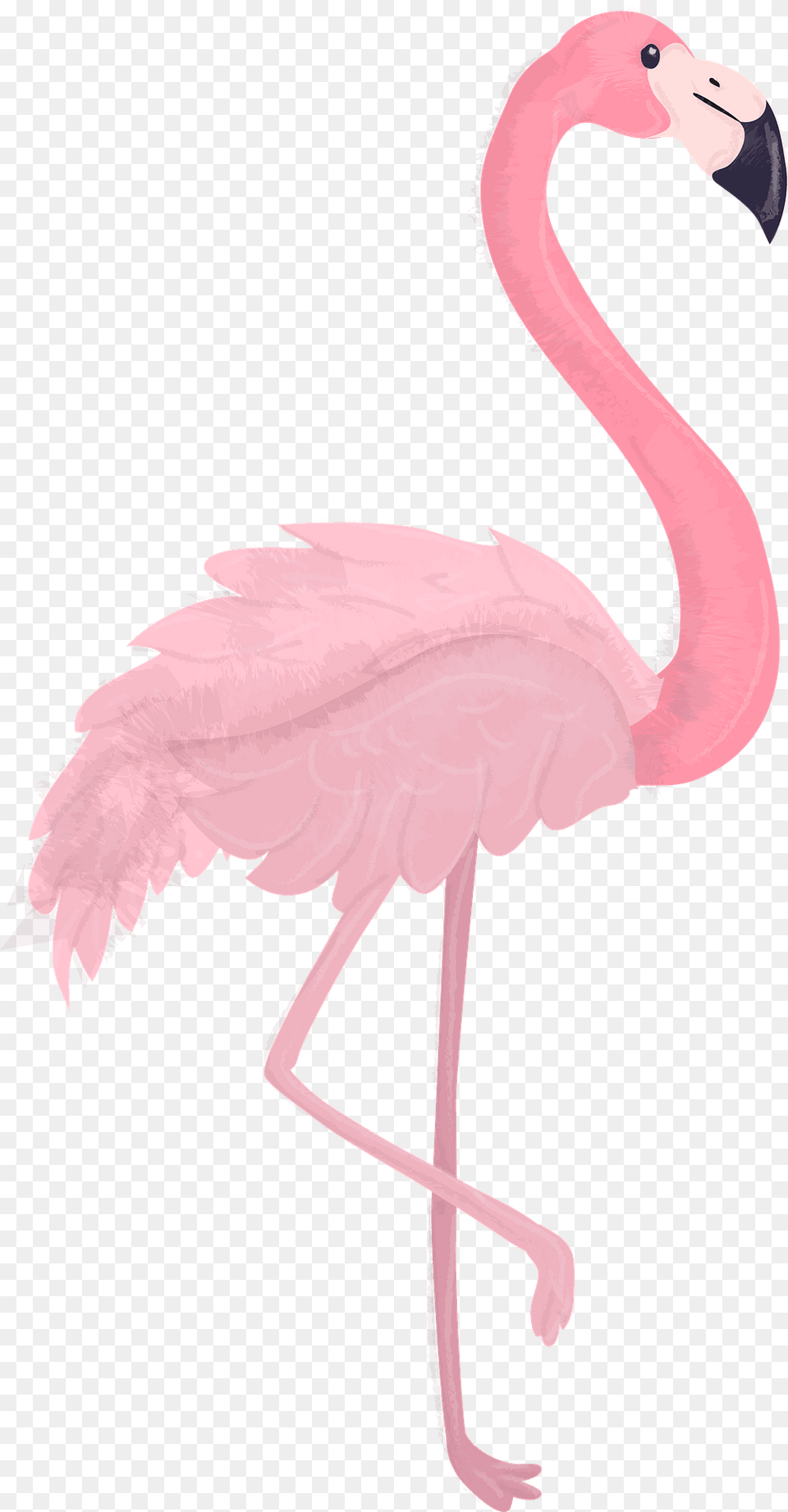 Flamingo Clipart, Animal, Bird Free Transparent Png
