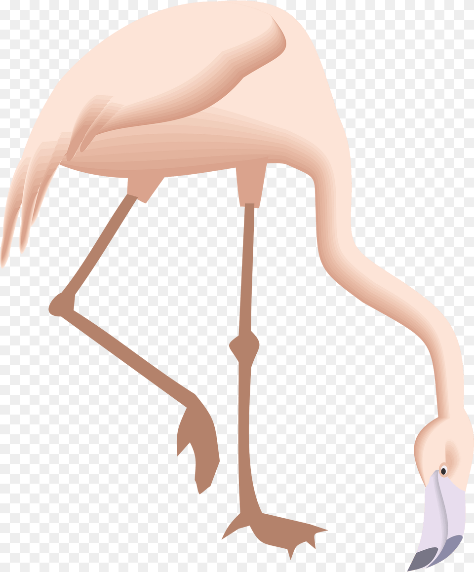 Flamingo Clipart, Animal, Bird, Fish, Sea Life Free Transparent Png