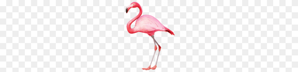 Flamingo Clipart, Animal, Bird Free Png