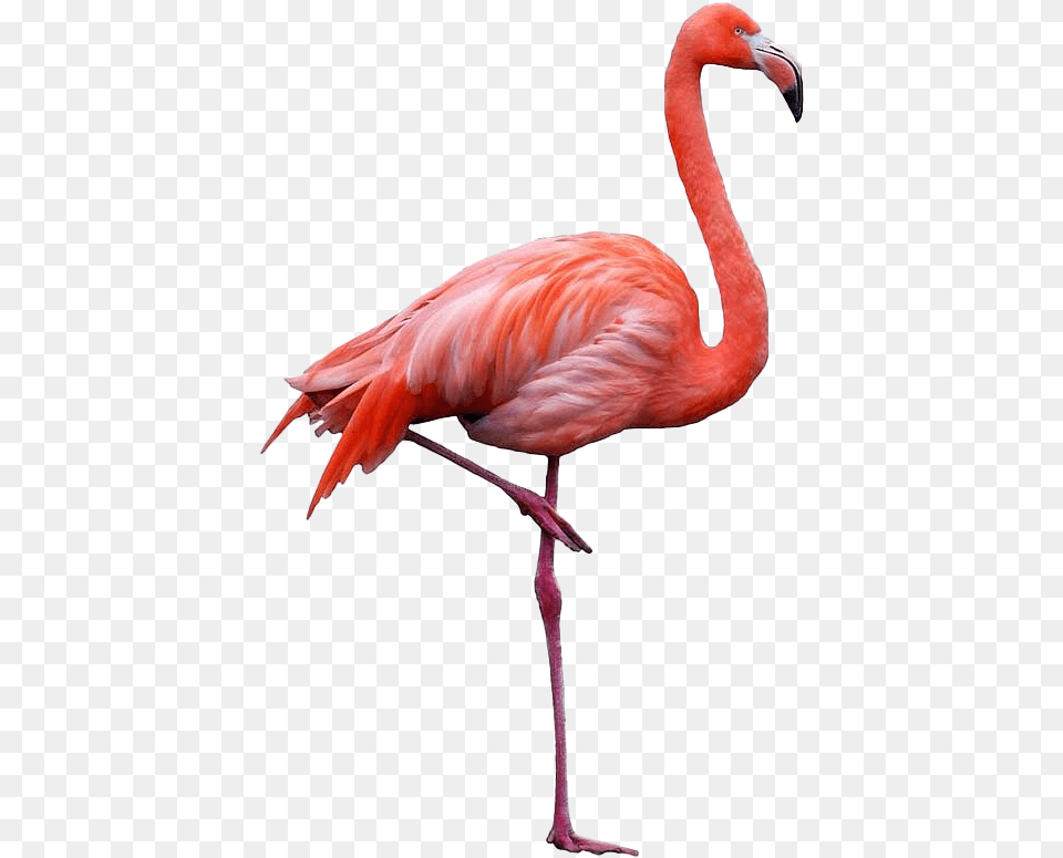 Flamingo Clipart, Animal, Bird Png Image