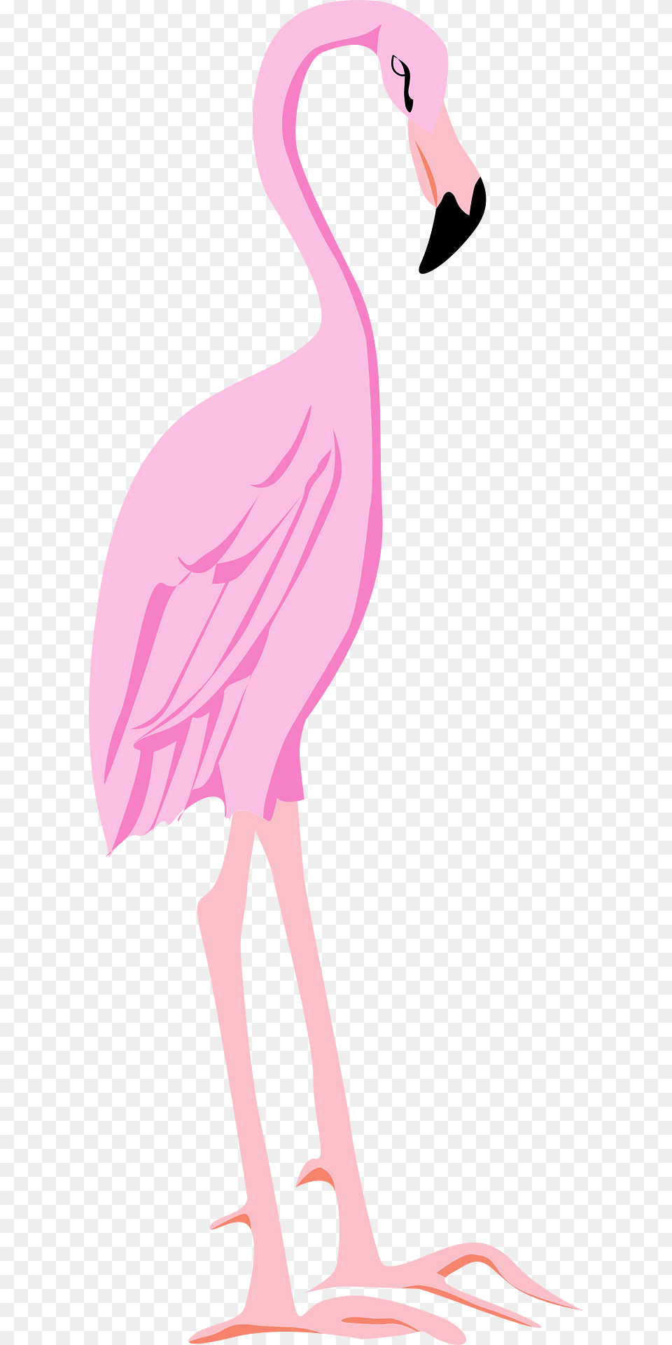 Flamingo Clipart, Animal, Beak, Bird, Adult Free Transparent Png