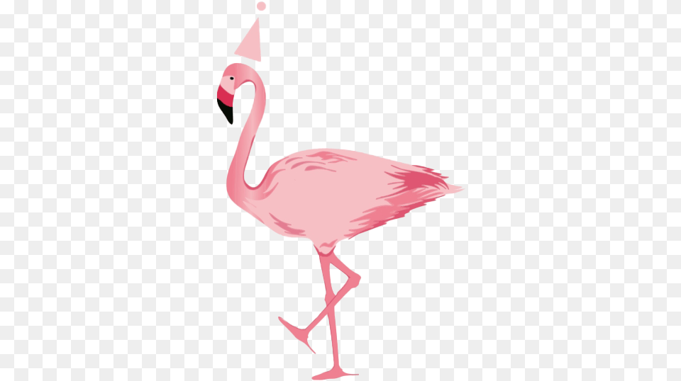 Flamingo Clipart Background, Animal, Bird Free Transparent Png